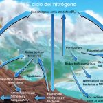 Ciclo del nitrógeno