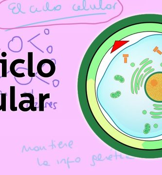 ciclo celular
