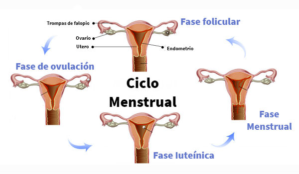 Ciclo Menstrual - Que es? Como funciona? Bien explicado !