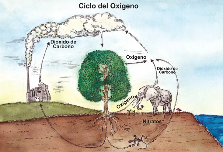 Fases del ciclo del oxigeno
