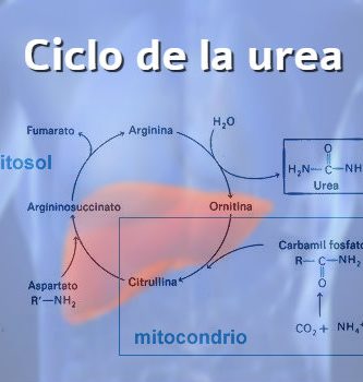ciclo urea krebs kurt