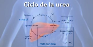 ciclo urea krebs kurt