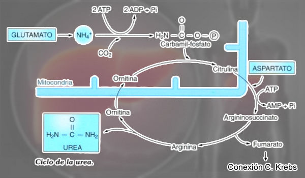 Esquema ciclo de la urea
