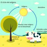 Esquema del ciclo del oxigeno