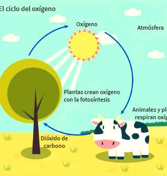 Esquema del ciclo del oxigeno