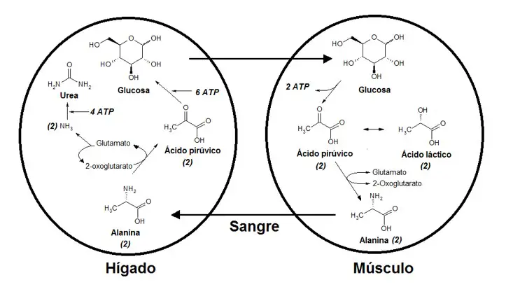Esquema del ciclo de cori