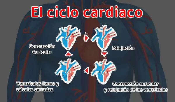 Etapas ciclo del corazon