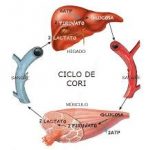 Explicacion del ciclo de cori
