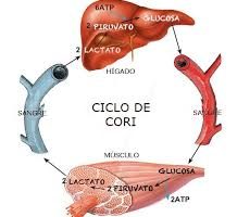 Explicacion del ciclo de cori