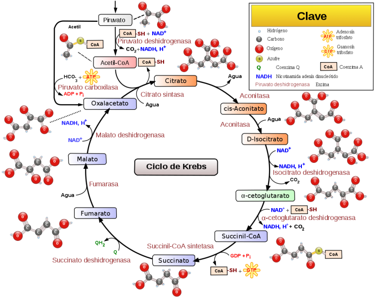 productos del ciclo de krebs