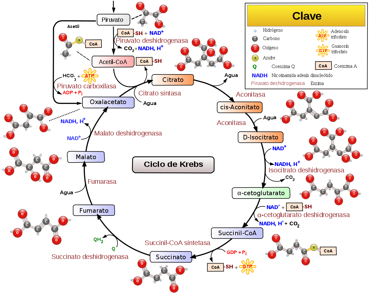 Ciclo de Krebs Explicacion, Etapas, Fases y toda la Info