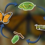 Ciclo de la mariposa