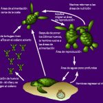 Ciclo de vida de la tortuga