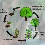 Explicacion del ciclo de vida del Ahuehuete y sus etapas