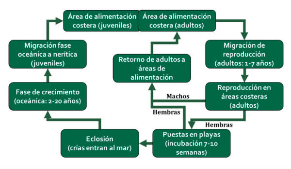 Esquema ciclo de vida tortuga