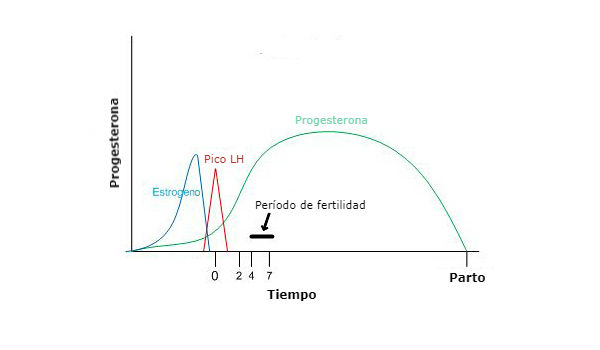 Diagrama del ciclo estral