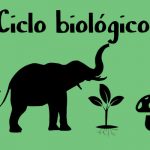 ciclo biológico