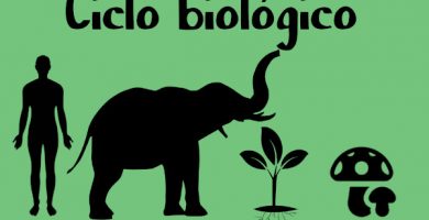 ciclo biológico