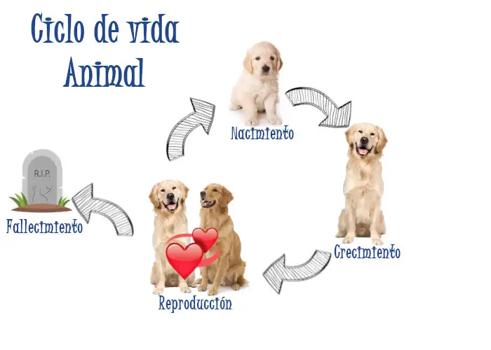 Conociendo el ciclo de vida de los animales