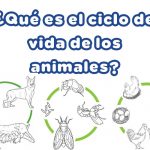 ciclo de vida de los animales