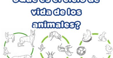 ciclo de vida de los animales