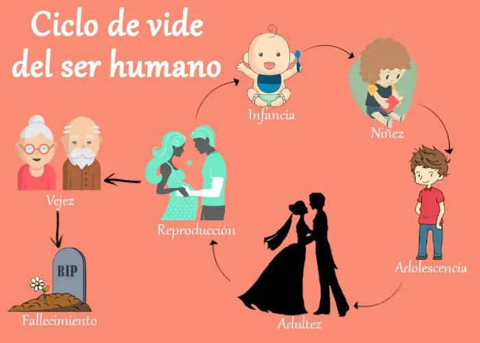 picture Imagenes Del Ciclo De La Vida Del Ser Humano Para Niños que es el c...