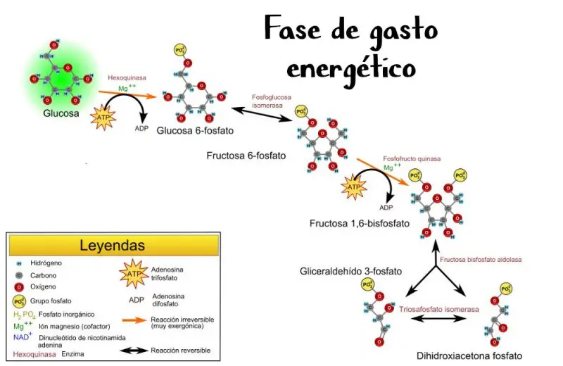 ¿Qué es el ciclo de la glucólisis? Fases e importancia