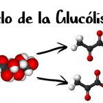 Ciclo de la glucólisis