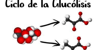Ciclo de la glucólisis